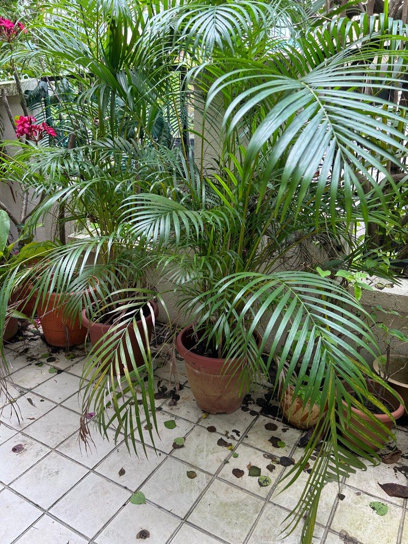 Areca Palm Yellow Palm, Furniture & Home Living, Gardening, Plants