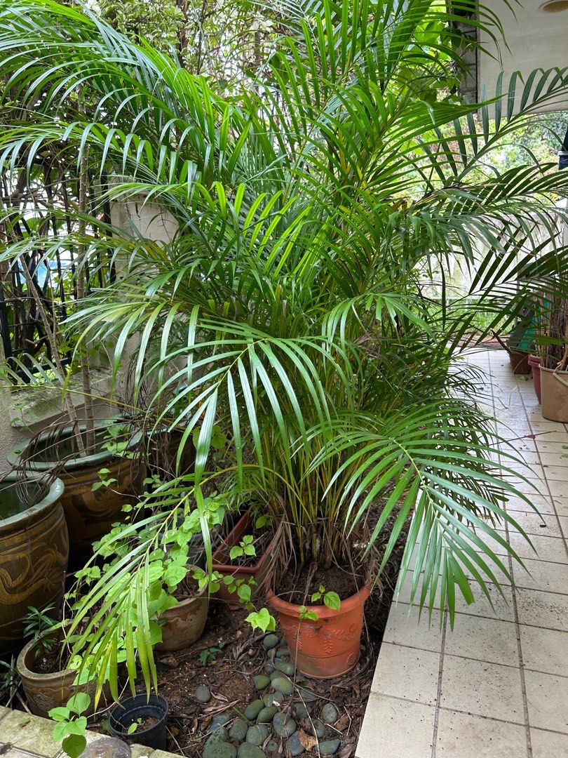Areca Palm Yellow Palm, Furniture & Home Living, Gardening, Plants