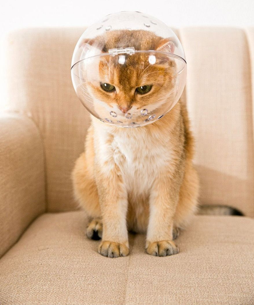 Kitten helmet 2025