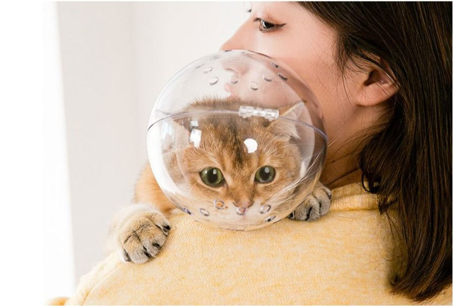 Cat Muzzle Cat Transparent Muzzle Breathable Cat Hood Adjustable Kitten