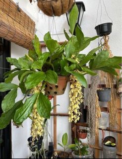 (Category: ) located in . Submitted by plantsforgood (Listing ID 1225597988, Image 1). Description: .