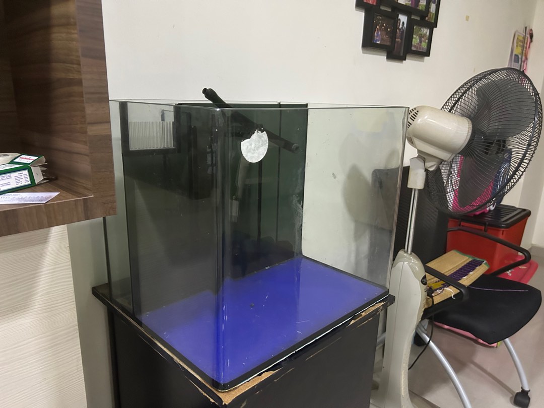 Curved Fish Curved Fish tank, Pet Supplies, Homes & Other Pet Accessories on Carousell