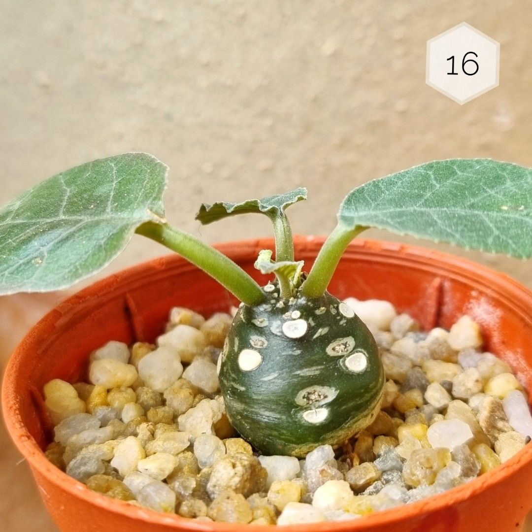 Dorstenia Foetida, Furniture & Home Living, Gardening, Plants & Seeds
