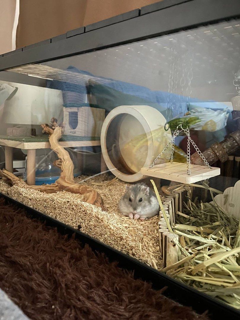 Fish tank cheap hamster cage