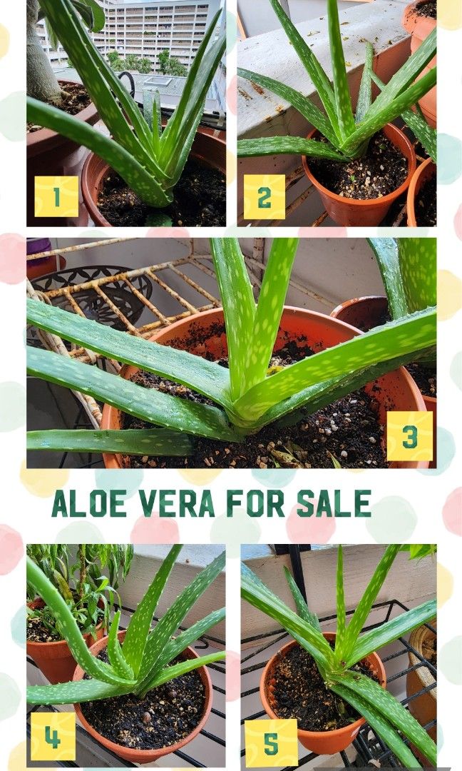 Healthy Pretty Aloe Vera for sale, Furniture & Home Living, Gardening