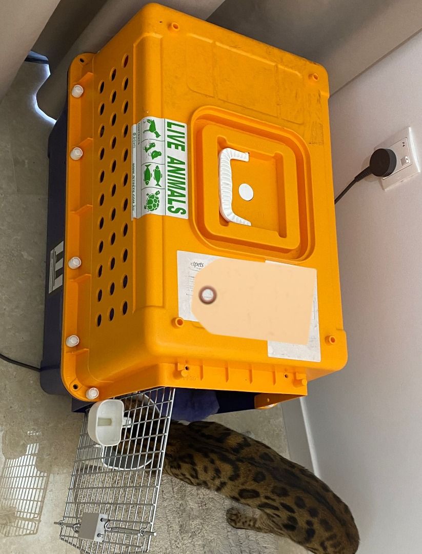 IATA PP30 Airline Approved Pet Carrier medium, Pet Supplies, Homes