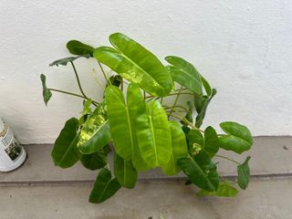(Category: ) located in . Submitted by PlantGarden2021 (Listing ID 1225543066, Image 1). Description: .
