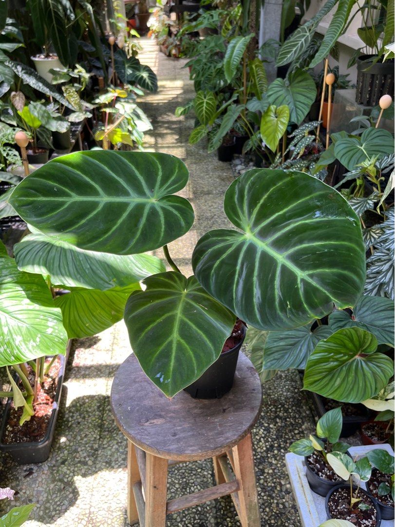 Philodendron Luxurian, Furniture & Home Living, Gardening, Plants