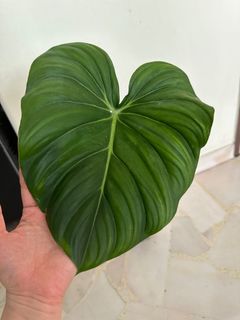 (Category: ) located in . Submitted by PlantGarden2021 (Listing ID 1225542859, Image 1). Description: .
