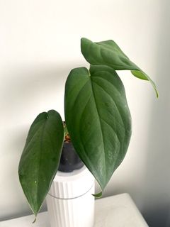 （分類：）位於 。 由 letsplant.hk 提交（商品編號 1225534570，圖片 1）。簡介： 。