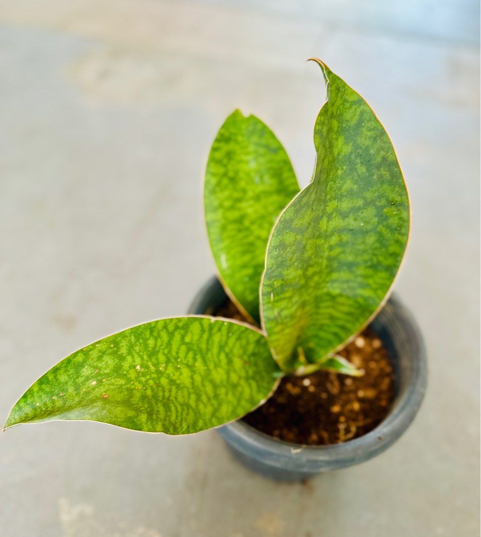 Whale Fin Snake Plant, Furniture & Home Living, Gardening, Plants & Seeds on Carousell