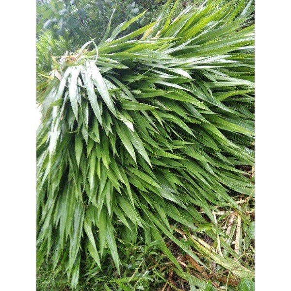 400g Australian Dwarf Napier Grass for Rabbits/Guinea pig, Pet Supplies