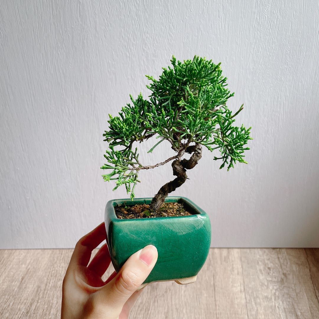 🌳植物真柏小盆栽盆栽紀州真柏母親節禮物送禮禮物plant bonsai, 傢俬
