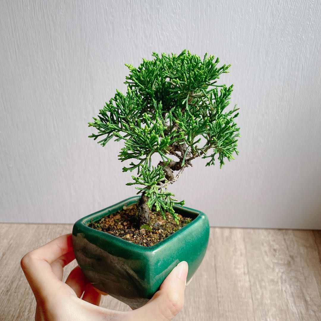 🌳植物真柏小盆栽盆栽紀州真柏母親節禮物送禮禮物plant bonsai, 傢俬