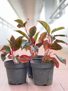 Aglaonema Siam Aurora for sale - $8