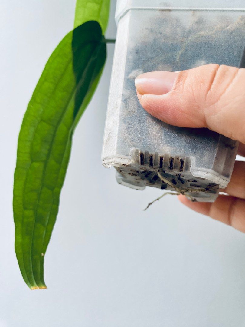 Anthurium sp Limon, Furniture & Home Living, Gardening, Plants & Seeds on  Carousell