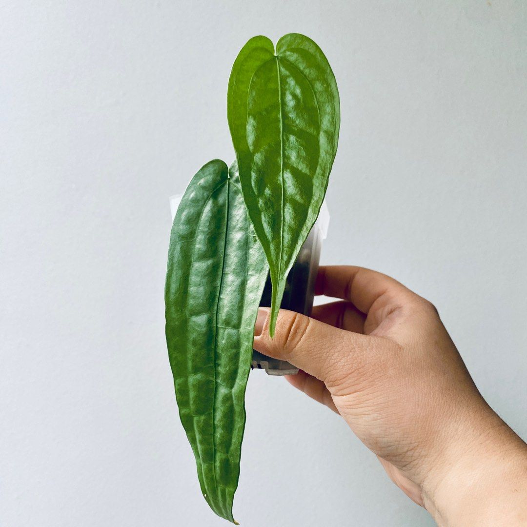 Anthurium sp Limon, Furniture & Home Living, Gardening, Plants & Seeds on  Carousell