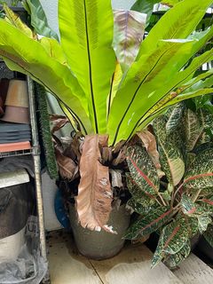 (Category: ) located in . Submitted by wiwong1 (Listing ID 1229472892, Image 1). Description: .