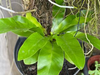 Bird’s Nest Fern