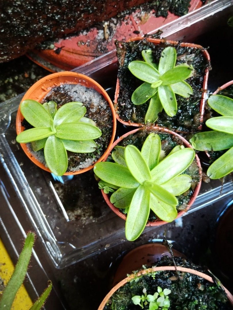 carnivorous plant butterwort pinguicula primuliflora, Furniture & Home