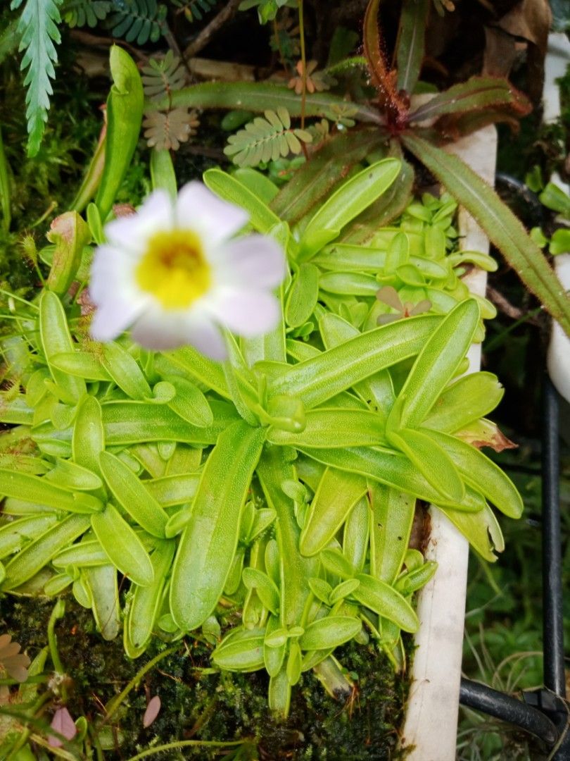 carnivorous plant butterwort pinguicula primuliflora, Furniture & Home