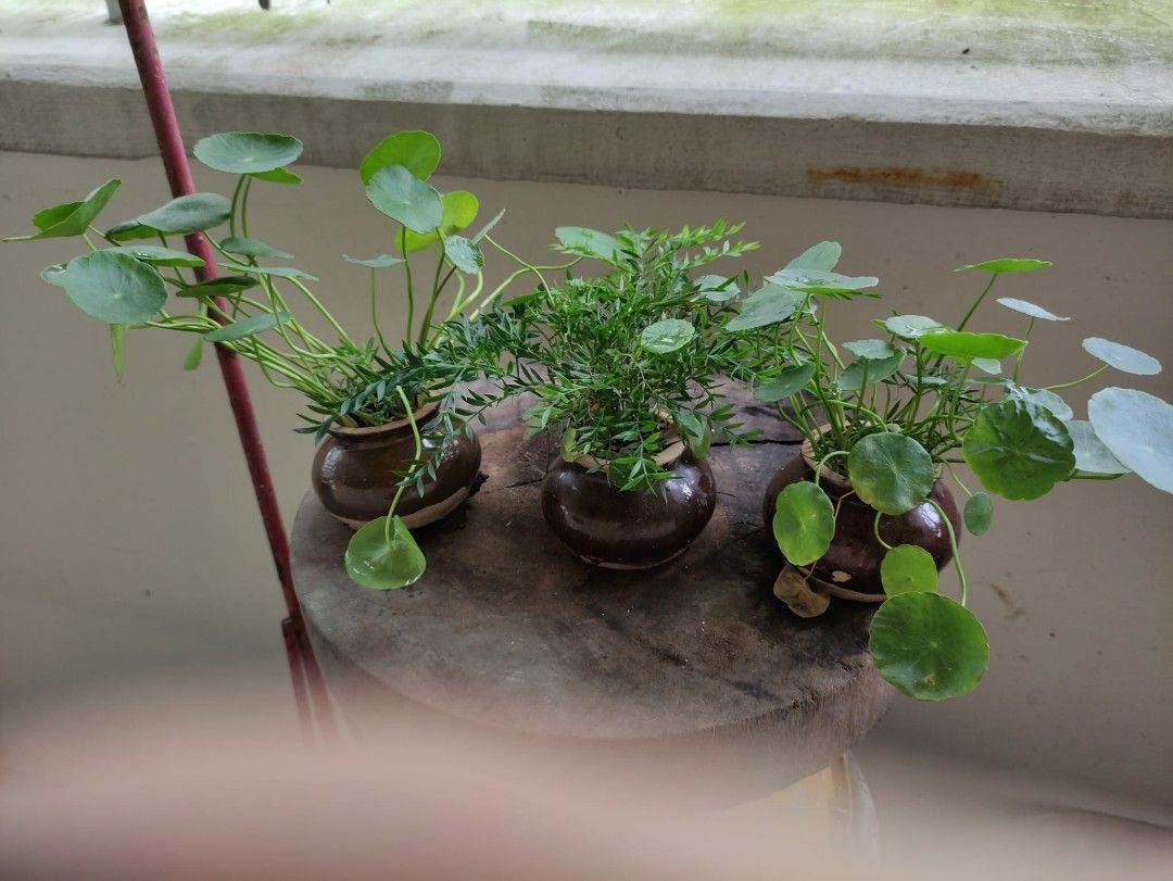 Copper Money Grass, Furniture & Home Living, Gardening, Plants & Seeds on  Carousell