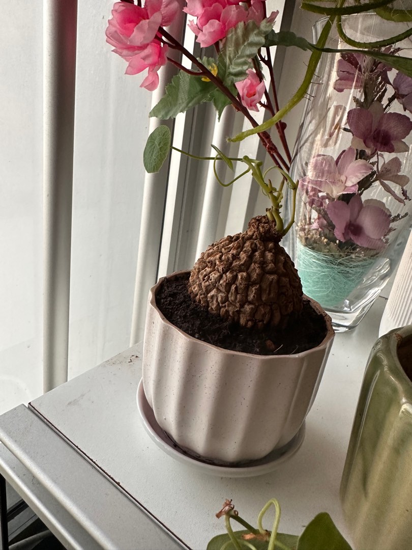 Dioscorea elephantipes, Furniture & Home Living, Gardening, Plants ...