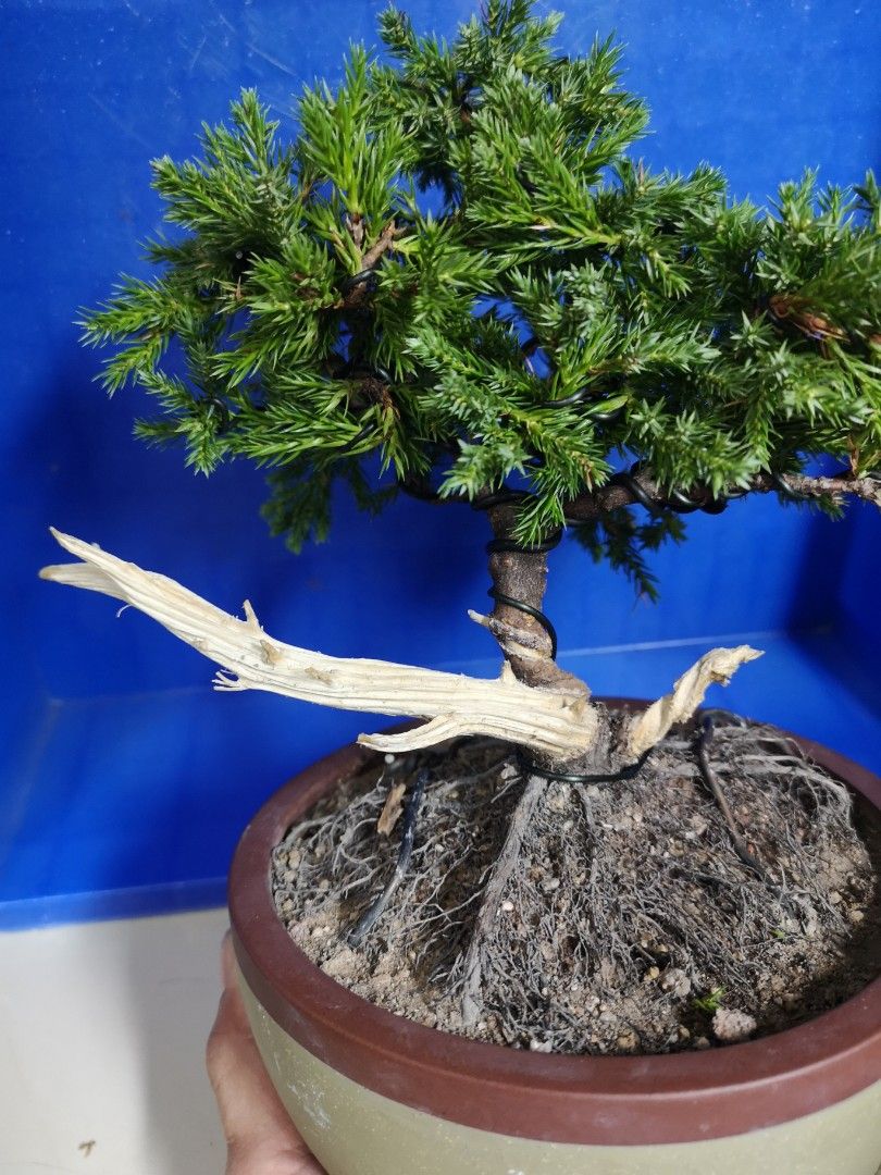 Junipers bonsai with jin and shari, Furniture & Home Living, Gardening