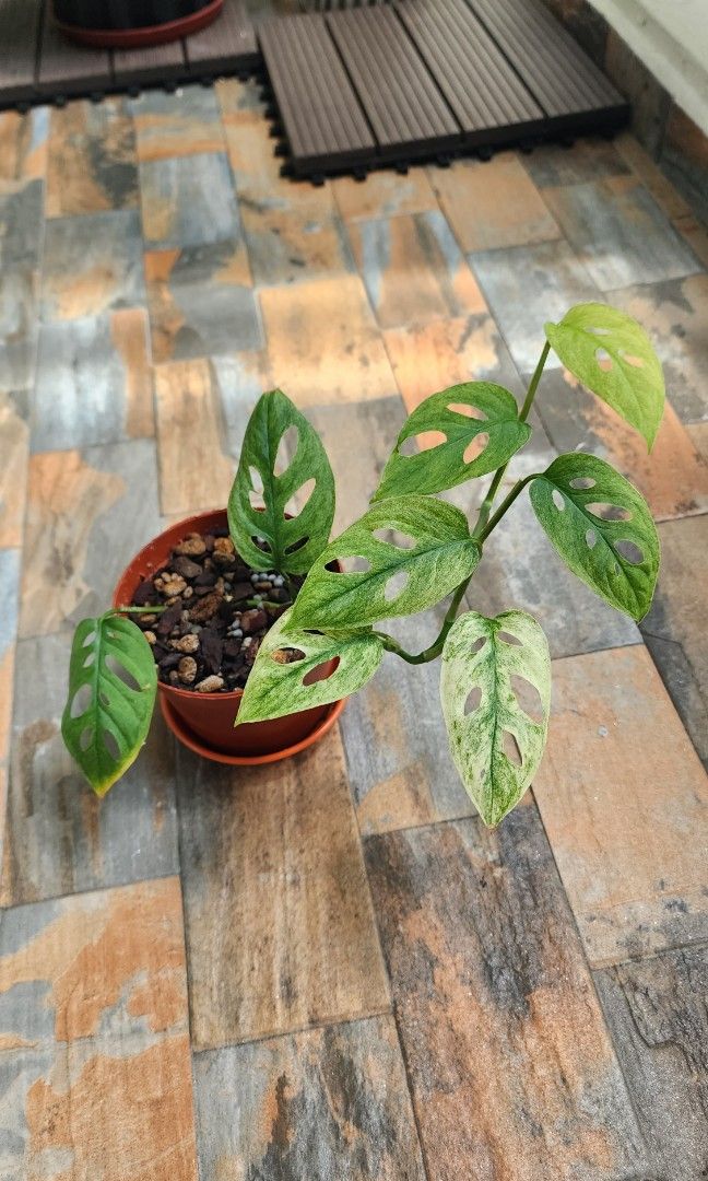 philodendron lemon lime kaufen Philodendron Domesticum Lemon Lime (young plant)