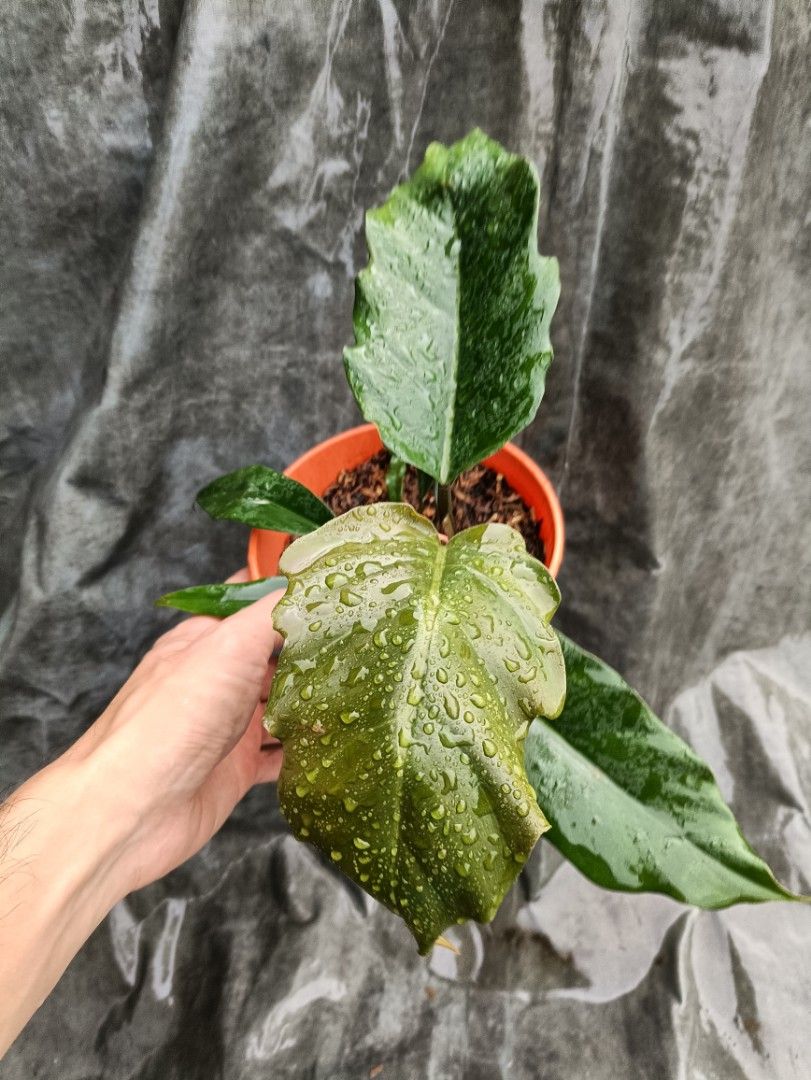 Philodendron Caramel marble, Furniture & Home Living, Gardening, Plants ...