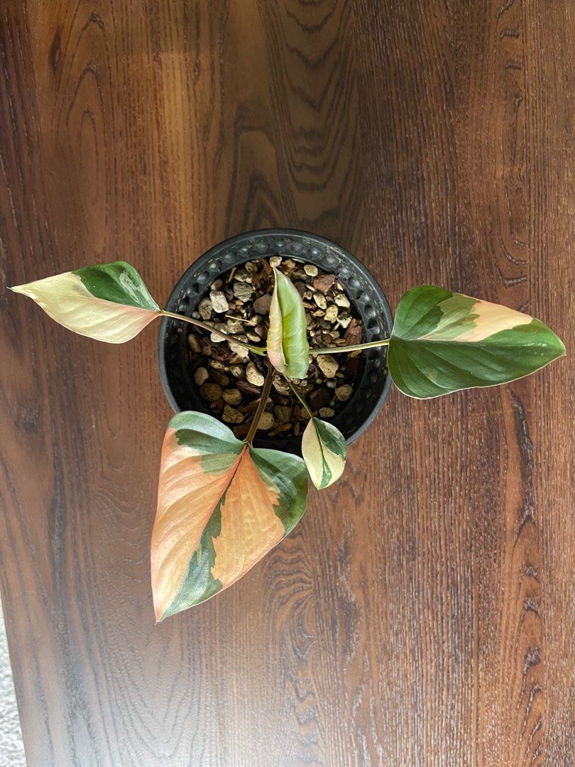 Pink Diamond Homalomena, Furniture & Home Living, Gardening, Plants