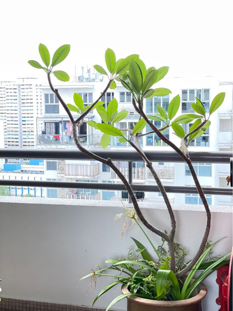 PLANTS clearance ASSORTED Mid to Tall plants need to go! , Furniture