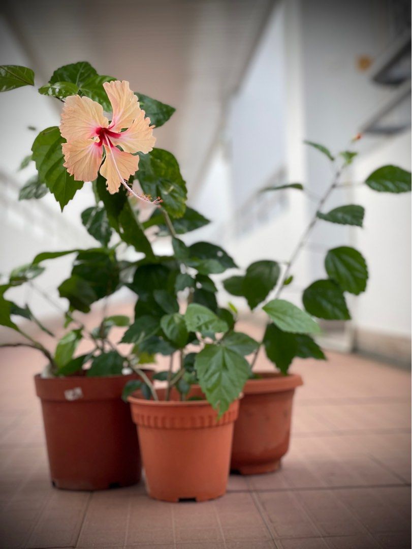 PLANTS clearance ASSORTED Mid to Tall plants need to go! , Furniture