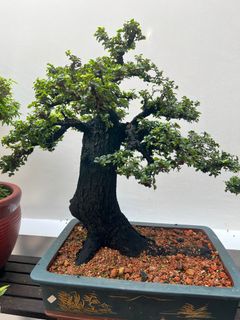 (Category: ) located in . Submitted by bonsai_b (Listing ID 1229488898, Image 1). Description: .