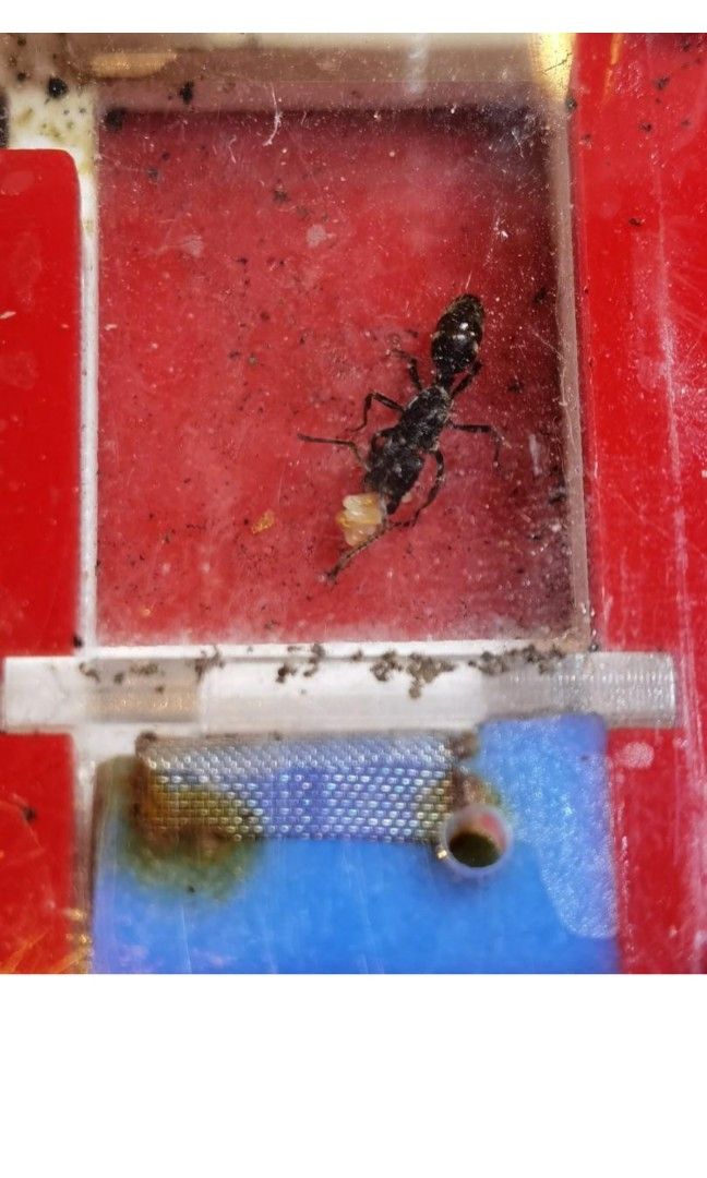 Ant formicarium, Queen Ant, Ant Queen, Ant Nest, Pet Supplies, Homes