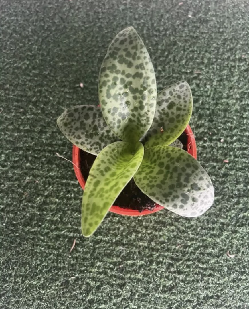 Forever rich indoor display lucky plant drimiopsis kirkii