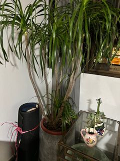 (Category: ) located in . Submitted by benecho (Listing ID 1231109379, Image 1). Description: .