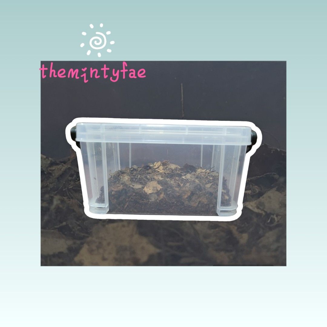 Isopod substrate Isosoil Forest Floor enriched with leaf litter and