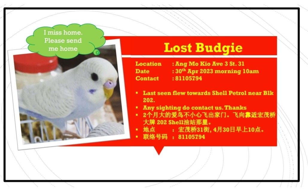 Lost budgie sale
