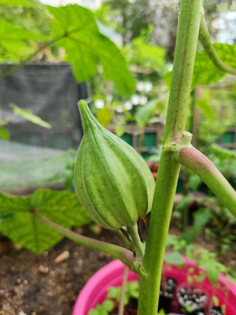 Motherland okra / lady fingers seeds, Furniture & Home Living