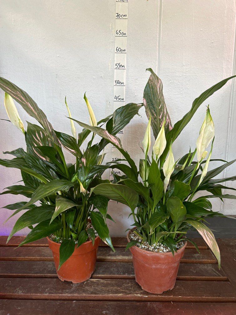 Peace lily Flowering Plant 10 each, Furniture & Home Living, Gardening