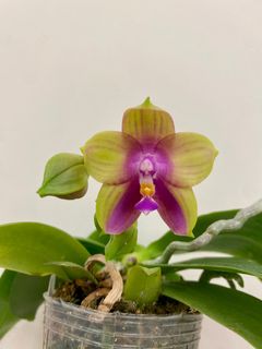 （分類：）位於 。 由 jenhotl 提交（商品編號 1231204299，圖片 1）。簡介： 。