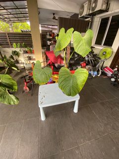 (Category: ) located in . Submitted by quelihathijau (Listing ID 1231089143, Image 1). Description: .