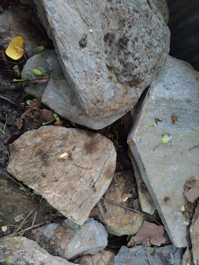 Wood stone crazy cut by order on Carousell