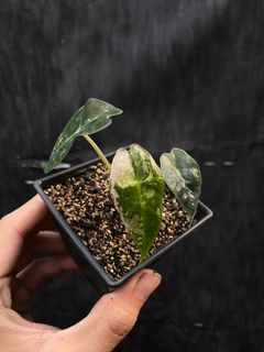 (Category: ) located in . Submitted by therainforestsg (Listing ID 1231425074, Image 1). Description: .