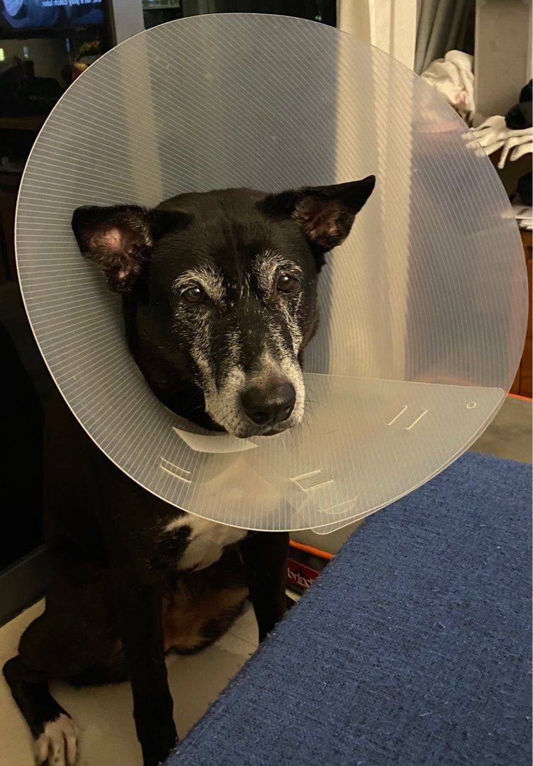 E collar cone 25cm