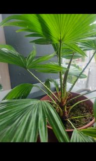 (Category: ) located in . Submitted by new2016 (Listing ID 1231296104, Image 1). Description: .