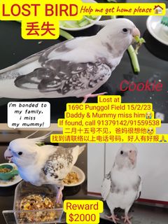 Cockatiel Bird Found Lost Cockatiel Lost Bird For Sale Pet