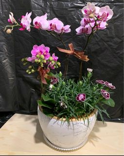 （分類：）位於 。 由 Greatbliss 提交（商品編號 1231474440，圖片 1）。簡介： 。