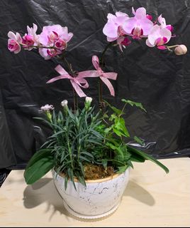 （分類：）位於 。 由 Greatbliss 提交（商品編號 1231478734，圖片 1）。簡介： 。